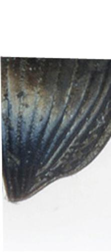 Réf. 220 070 : Cryptophonus litigiosus